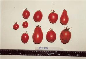 Click for 1 image(s) for this accession. FRUIT